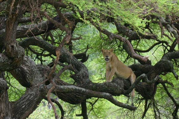 Tanzania African lioness rests on tree branch